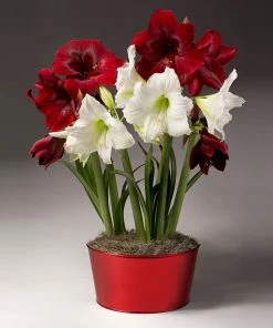 Fast Growing Trees Tabletop Bulb Gardens Red And White Amaryllis Trio