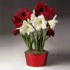Fast Growing Trees Tabletop Bulb Gardens Red And White Amaryllis Trio 2 Fast Growing Trees Tabletop Bulb Gardens Red And White Amaryllis Trio