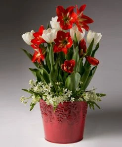 Fast Growing Trees Red Amaryllis With White Tulips And Star Of Bethlehem