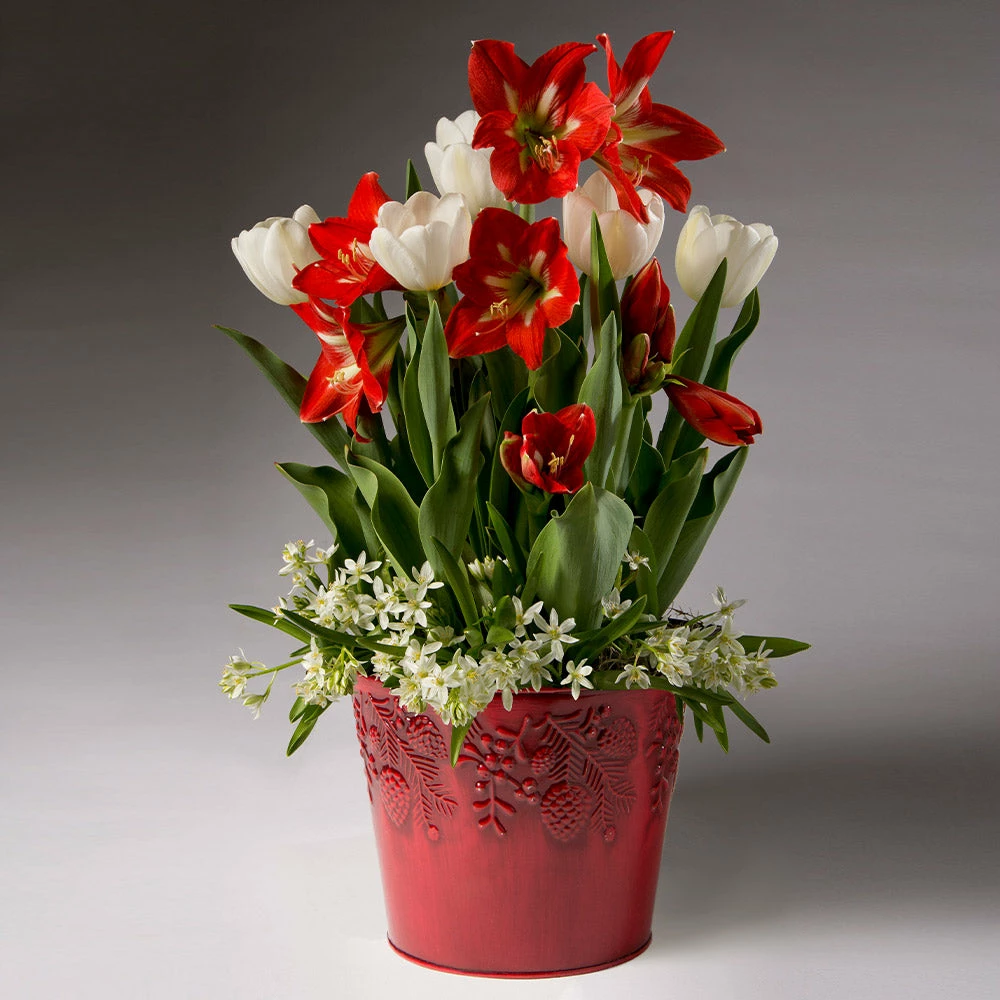 Fast Growing Trees Red Amaryllis With White Tulips And Star Of Bethlehem 4 Fast Growing Trees Red Amaryllis With White Tulips And Star Of Bethlehem