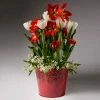 Fast Growing Trees Red Amaryllis With White Tulips And Star Of Bethlehem