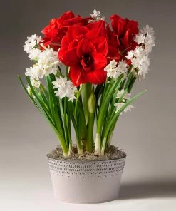 Fast Growing Trees Tabletop Bulb Gardens Inferno Amaryllis And Paperwhites