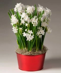 Fast Growing Trees Ziva Paperwhite Plant