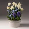 Fast Growing Trees White Narcissus With Blue Hyacinth And Iris Tabletop Bulb Gardens