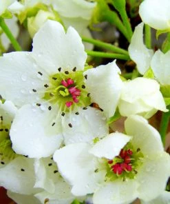 Fast Growing Trees 20th Century (Nijisseiki) Asian Pear Tree
