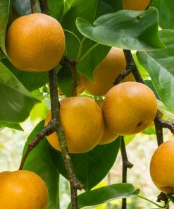 Fast Growing Trees 20th Century (Nijisseiki) Asian Pear Tree