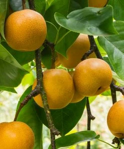 Fast Growing Trees Pear Trees 20th Century (Nijisseiki) Asian Pear