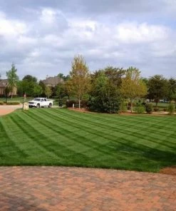 Fast Growing Trees Lesco All Pro Transition Blend Grass Seed