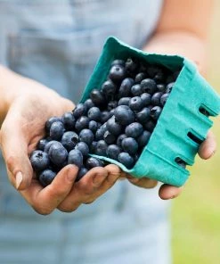 Fast Growing Trees Blueberry Bushes 3-in-1 Blueberry Bush (Southern Highbush)