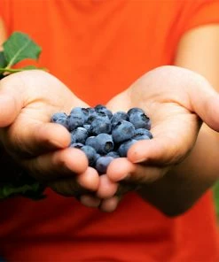 Fast Growing Trees Blueberry Bushes 3-in-1 Blueberry Bush (Southern Highbush)