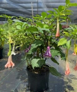 Fast Growing Trees Multicolor Angel Trumpet Tree See All Flowering Trees