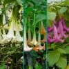 Fast Growing Trees Multicolor Angel Trumpet Tree See All Flowering Trees 1 Fast Growing Trees Multicolor Angel Trumpet Tree See All Flowering Trees