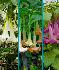 Fast Growing Trees Multicolor Angel Trumpet Tree See All Flowering Trees