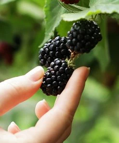 Fast Growing Trees 3 In 1 Thornless Blackberry Blackberry Bushes