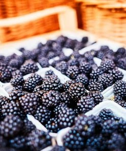 Fast Growing Trees 3 In 1 Thornless Blackberry Blackberry Bushes