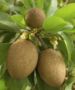 Fast Growing Trees See All Fruit Trees Sapodilla Tree