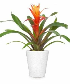 Fast Growing Trees Bromeliad Plant