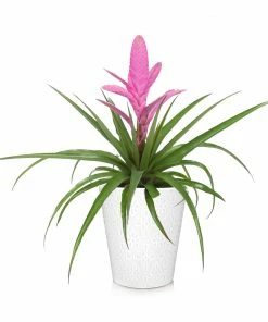 Fast Growing Trees Bromeliad Plant