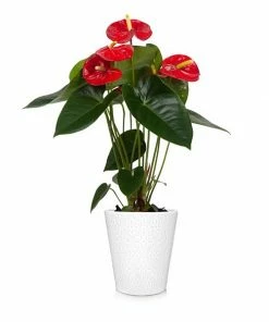 Fast Growing Trees Red Anthurium Plant
