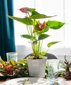 Fast Growing Trees Red Anthurium Plant