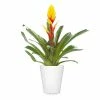 Fast Growing Trees Bromeliad Plant