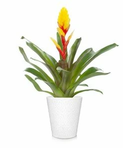 Fast Growing Trees Bromeliad Plant