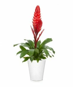 Fast Growing Trees Bromeliad Plant