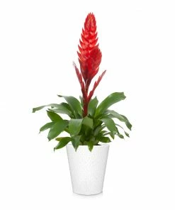Fast Growing Trees Bromeliad Plant
