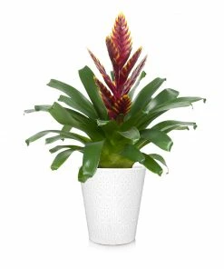 Fast Growing Trees Bromeliad Plant