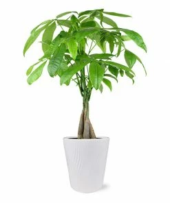Fast Growing Trees Pet Friendly House Plants Money Tree In White Pot