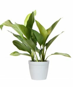 Fast Growing Trees Green Chinese Evergreen Plant Air Purifying House Plants