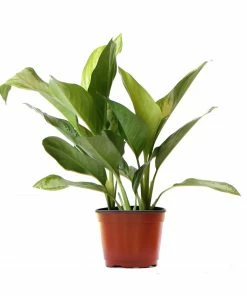 Fast Growing Trees Green Chinese Evergreen Plant Air Purifying House Plants
