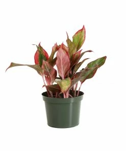 Fast Growing Trees Air Purifying House Plants Red Chinese Evergreen Plant