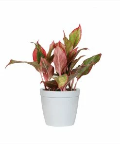 Fast Growing Trees Air Purifying House Plants Red Chinese Evergreen Plant