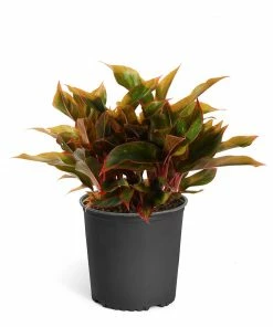 Fast Growing Trees Air Purifying House Plants Red Chinese Evergreen Plant