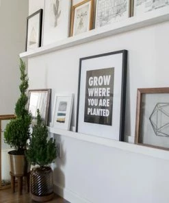 Fast Growing Trees Dwarf Alberta Spruce Gift Plant Spruce Trees