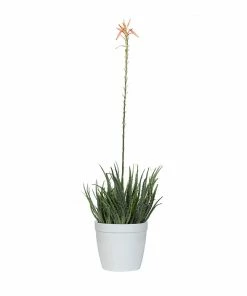 Fast Growing Trees Hedgehog Aloe Plant See All House & Patio