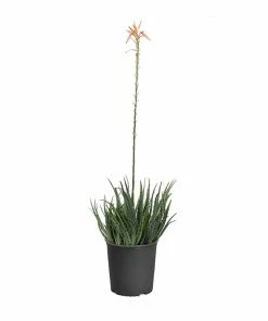 Fast Growing Trees Hedgehog Aloe Plant See All House & Patio