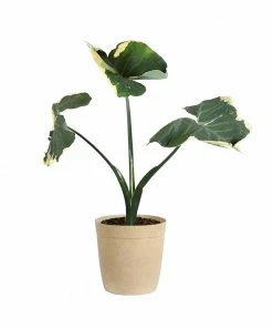 Fast Growing Trees Air Purifying House Plants Mickey Mouse Alocasia (Alocasia Xanthosoma Variegata)