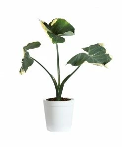 Fast Growing Trees Air Purifying House Plants Mickey Mouse Alocasia (Alocasia Xanthosoma Variegata)