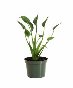 Fast Growing Trees Tiny Dancer Alocasia Plant