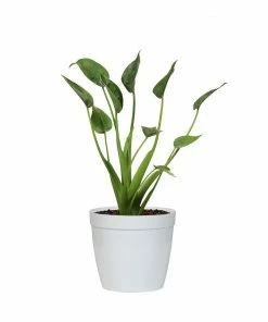 Fast Growing Trees Tiny Dancer Alocasia Plant