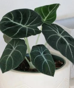 Fast Growing Trees Alocasia Black Velvet
