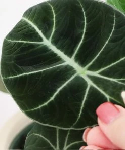 Fast Growing Trees Alocasia Black Velvet
