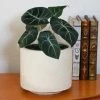 Fast Growing Trees Alocasia Black Velvet