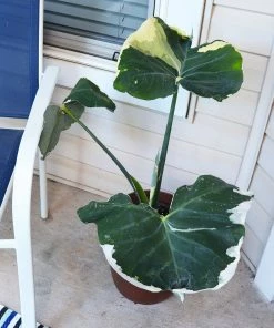 Fast Growing Trees Air Purifying House Plants Mickey Mouse Alocasia (Alocasia Xanthosoma Variegata)