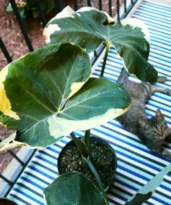 Fast Growing Trees Air Purifying House Plants Mickey Mouse Alocasia (Alocasia Xanthosoma Variegata)