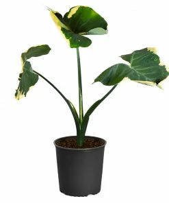 Fast Growing Trees Air Purifying House Plants Mickey Mouse Alocasia (Alocasia Xanthosoma Variegata)