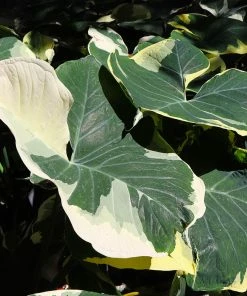 Fast Growing Trees Air Purifying House Plants Mickey Mouse Alocasia (Alocasia Xanthosoma Variegata)