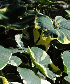 Fast Growing Trees Air Purifying House Plants Mickey Mouse Alocasia (Alocasia Xanthosoma Variegata)